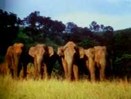 Thekaddy Elephants